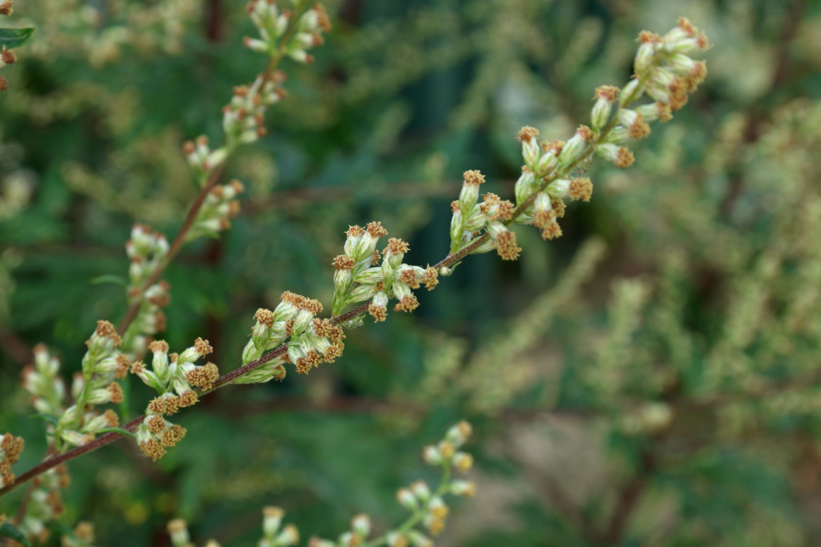 Plant Image